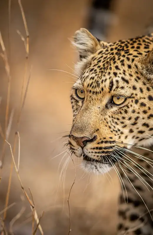 Three day Kruger National Park camping safari with guided game drives