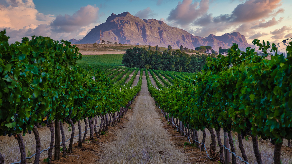 Visit the wine regions
