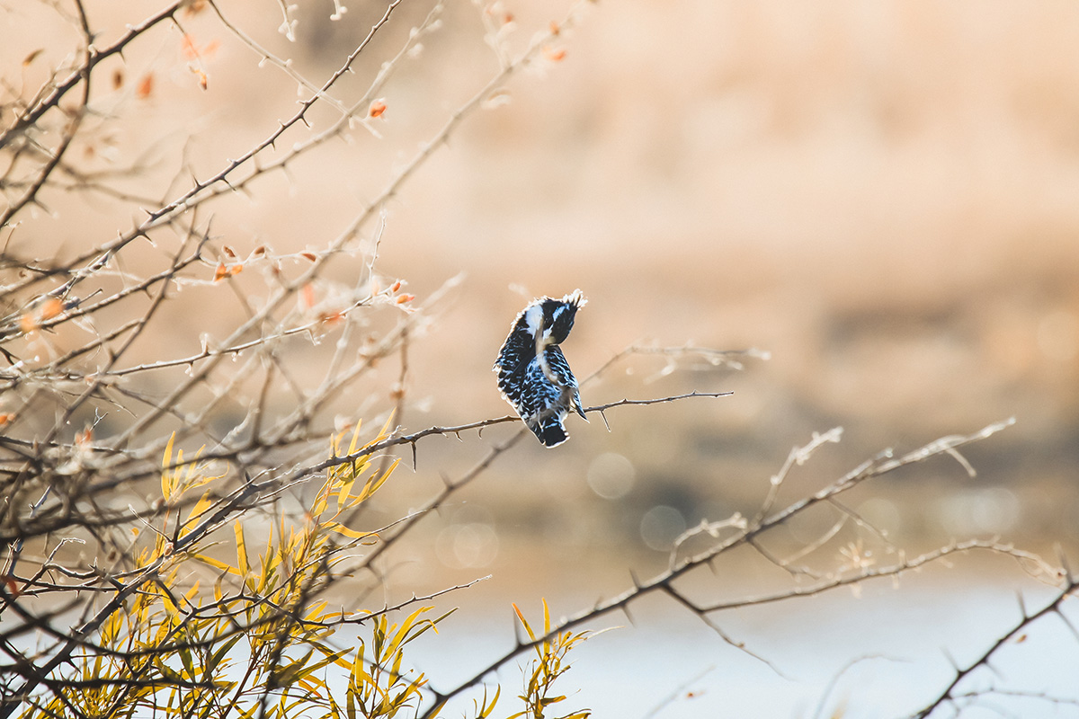 Bird in the Kruger National Park