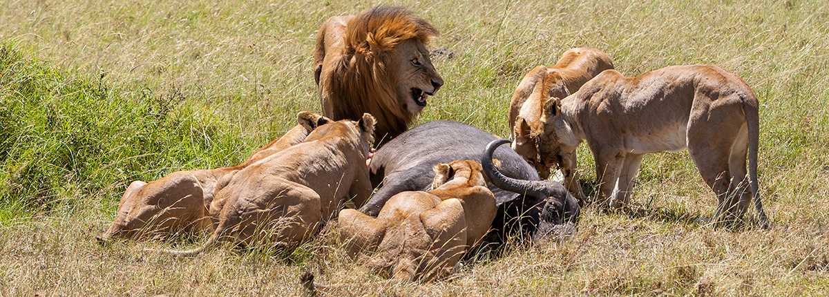 Lions in the Kruger National Park