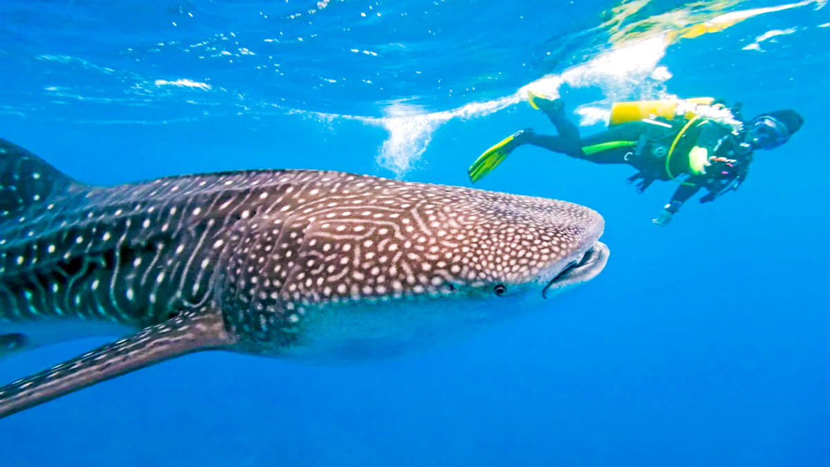 Scuba Diving with Sharks in Mozambique