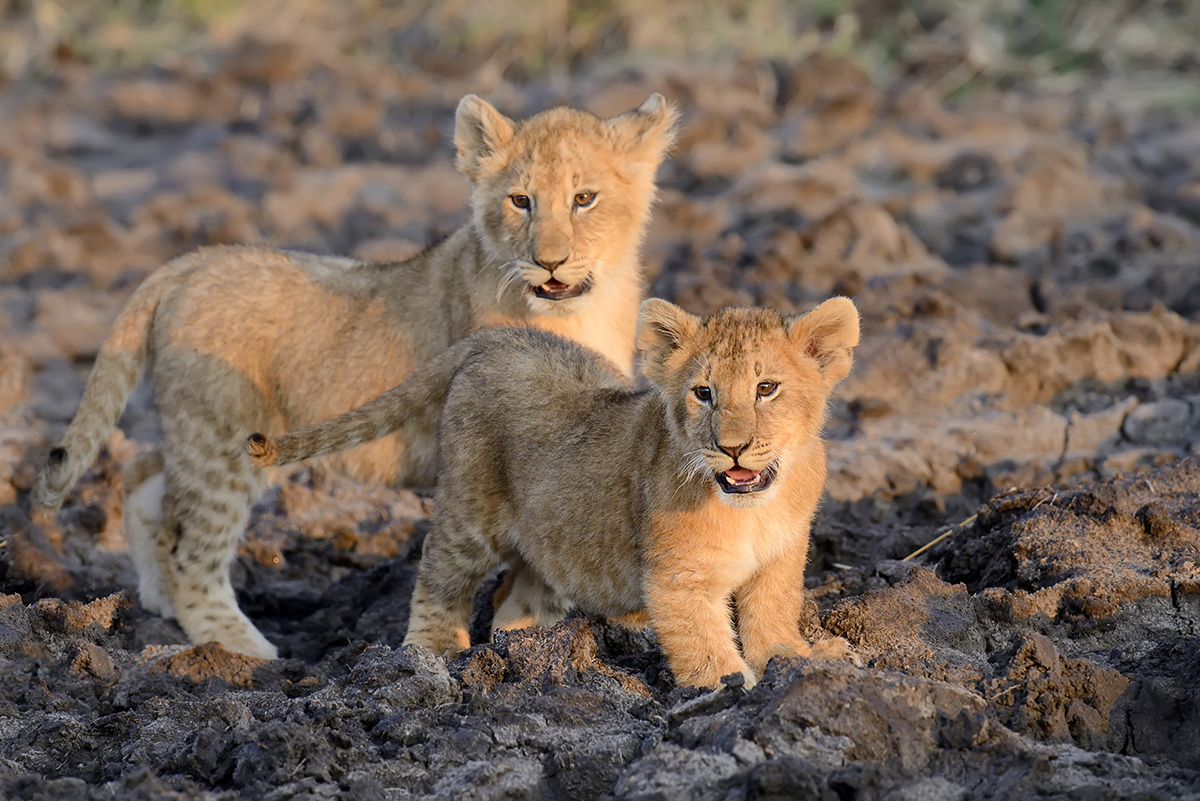 Lion cubs in the Kruger National Park seen while on 3 day camping safari with Kruger Park Hostel