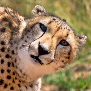 50 FAQs For First Time International Visitors To Kruger National Park - Kruger Park Hostel blog article