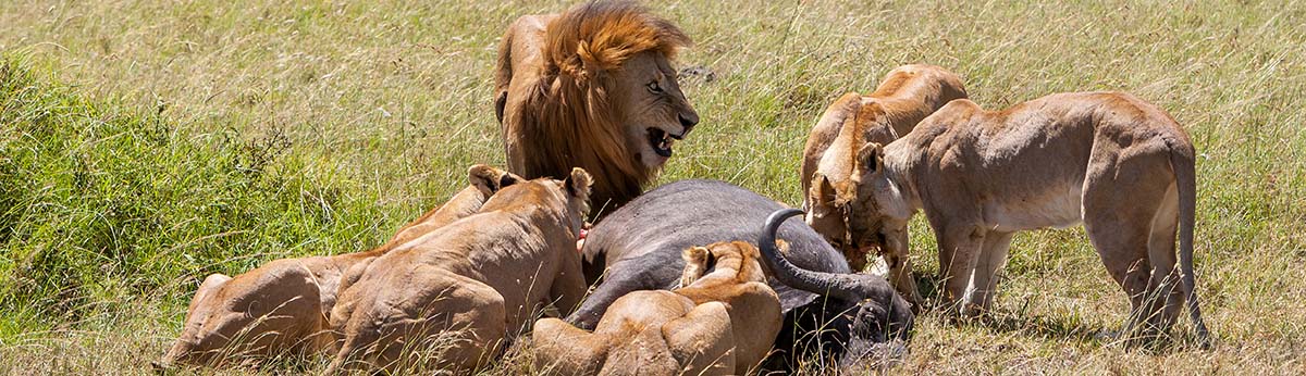 Safari in the Kruger Park