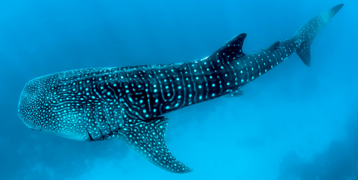 A whale shark glides through the waters off Ponta do Ouro, highlighting the rich marine life that complements the bush safari experience.