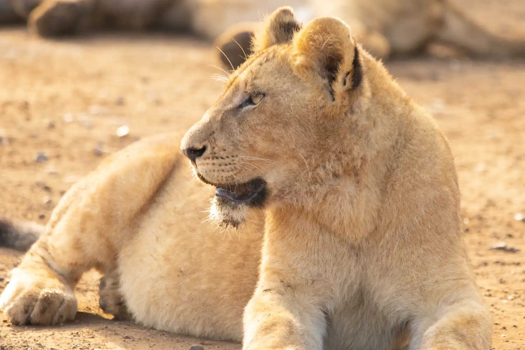Female Lioness in Kruger National Park resting on safari