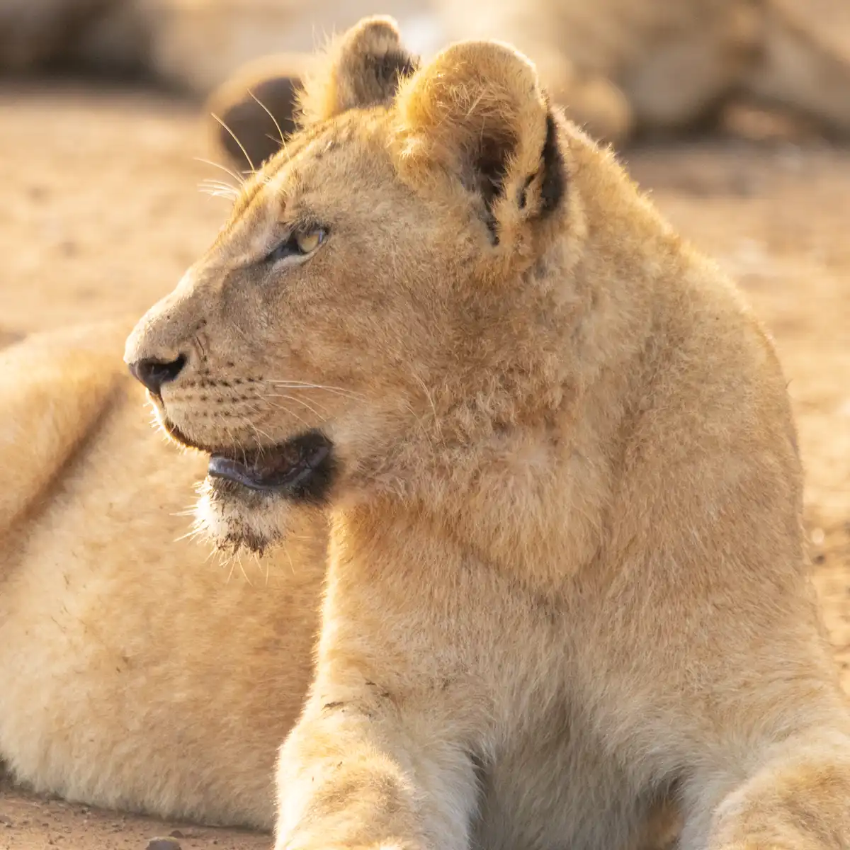 Best Entrance Gates To Kruger National Park For A Wildlife Packed Day Safari - Kruger Park Hostel blog article