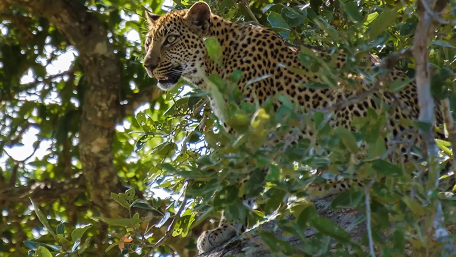 Leopard in Kruger National Park resting on safari