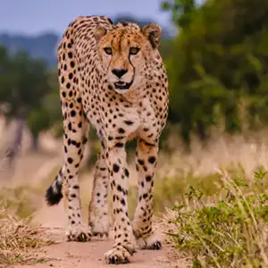 Can You Really Do A Kruger Safari For Under USD100 Per Day - Kruger Park Hostel blog article