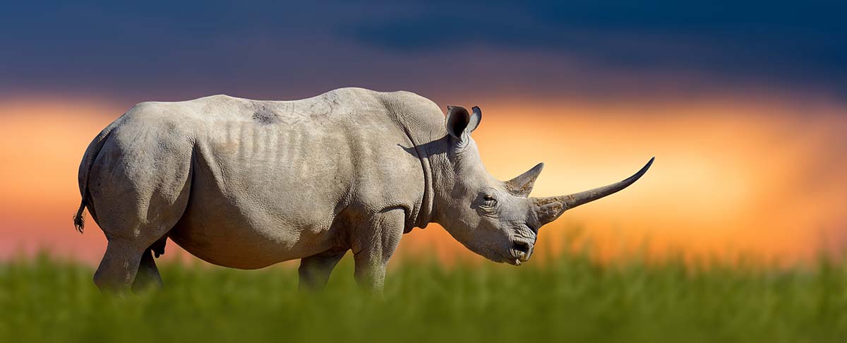 Rhino in the Kruger Park