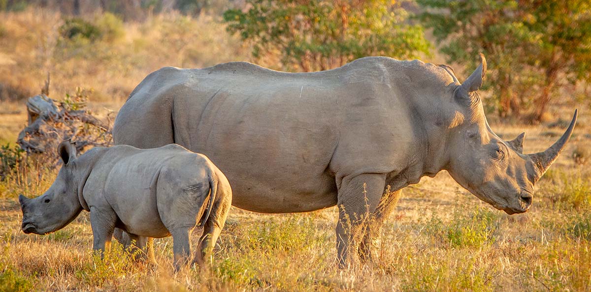 Rhino in the Kruger Park