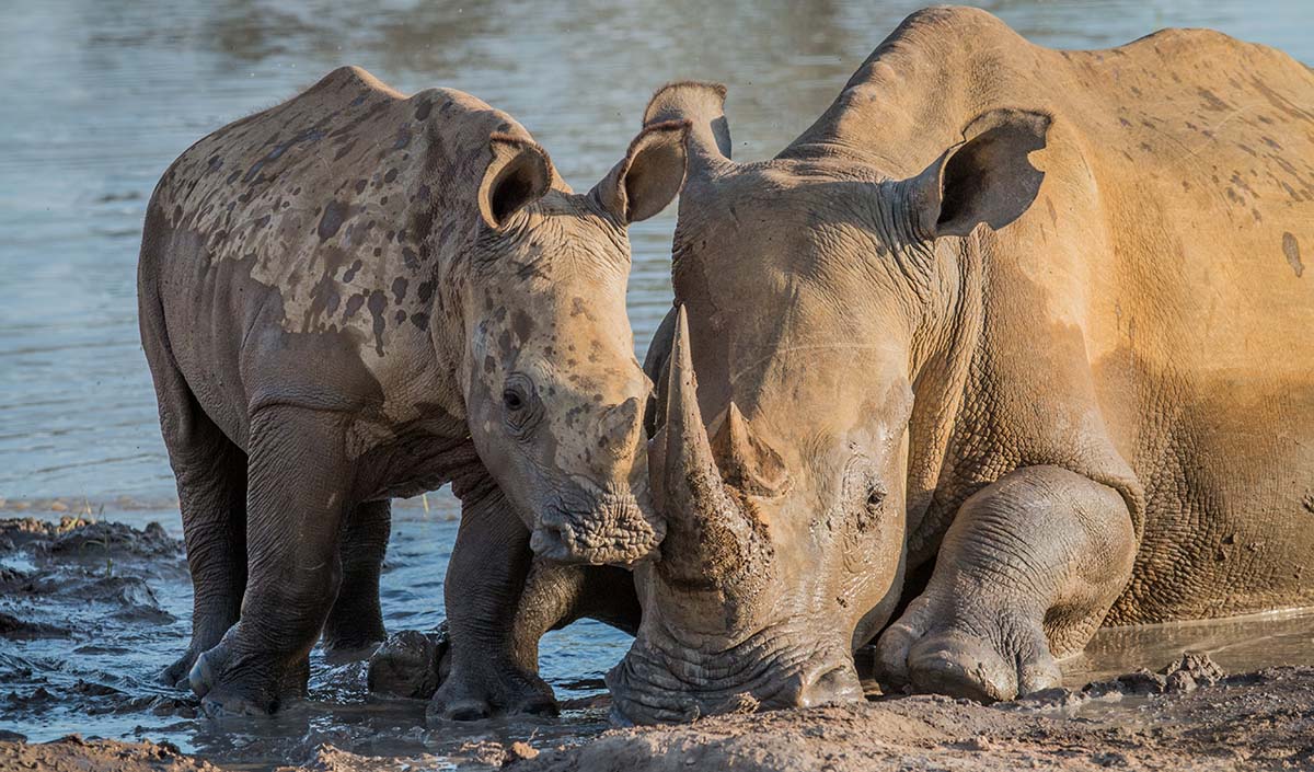 Rhino in the Kruger Park