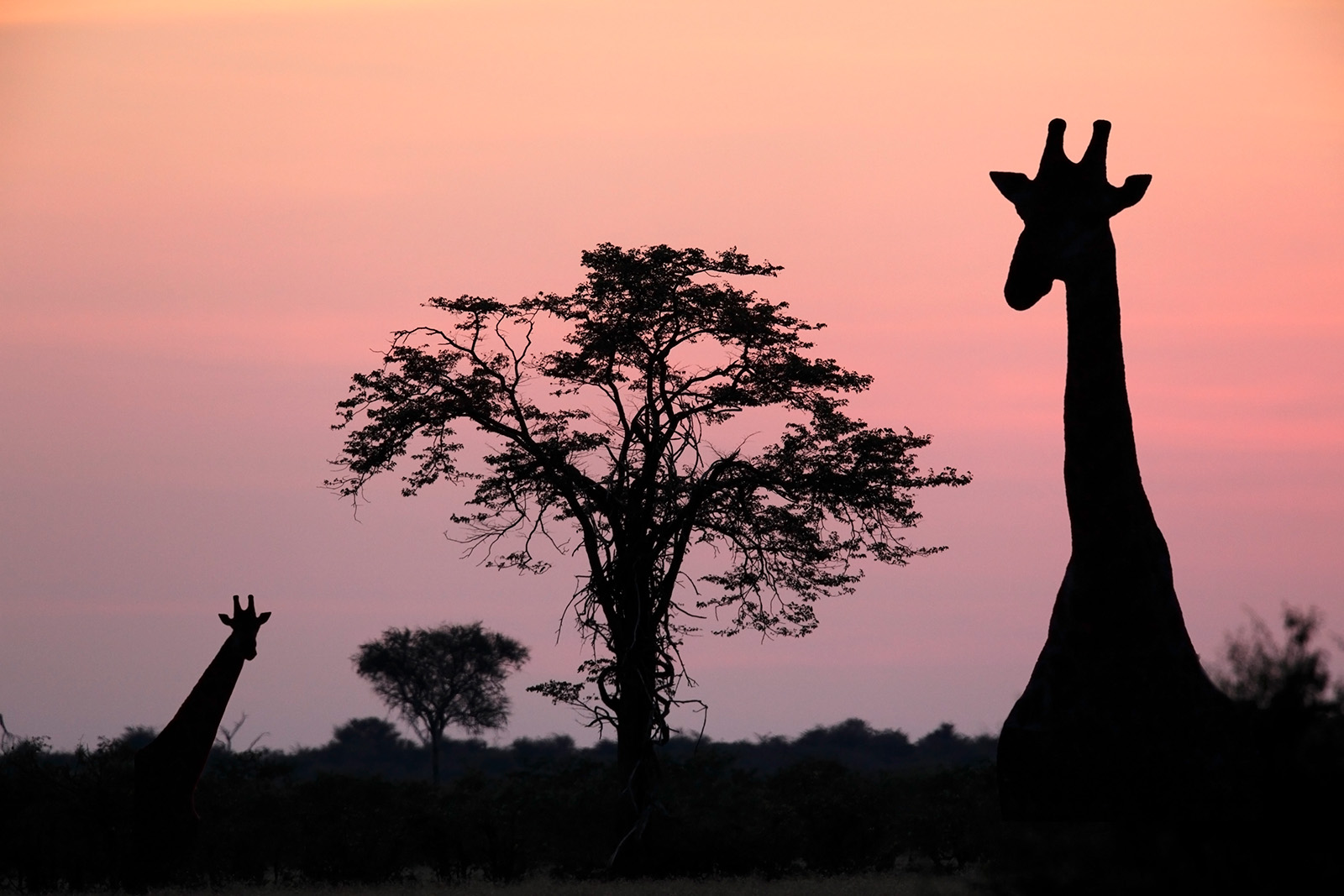 Embrace Nature’s Power for Mental Well-Being