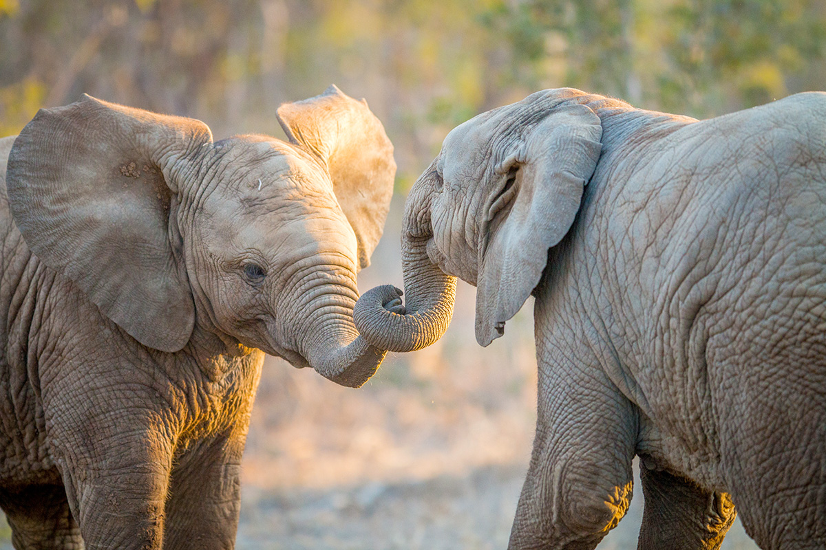 Two Young Elephants playing in the Kruger Park