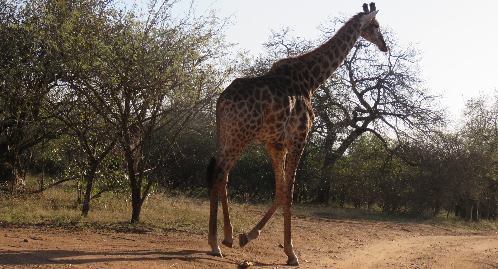 Giraffe in Road in Marloth Park