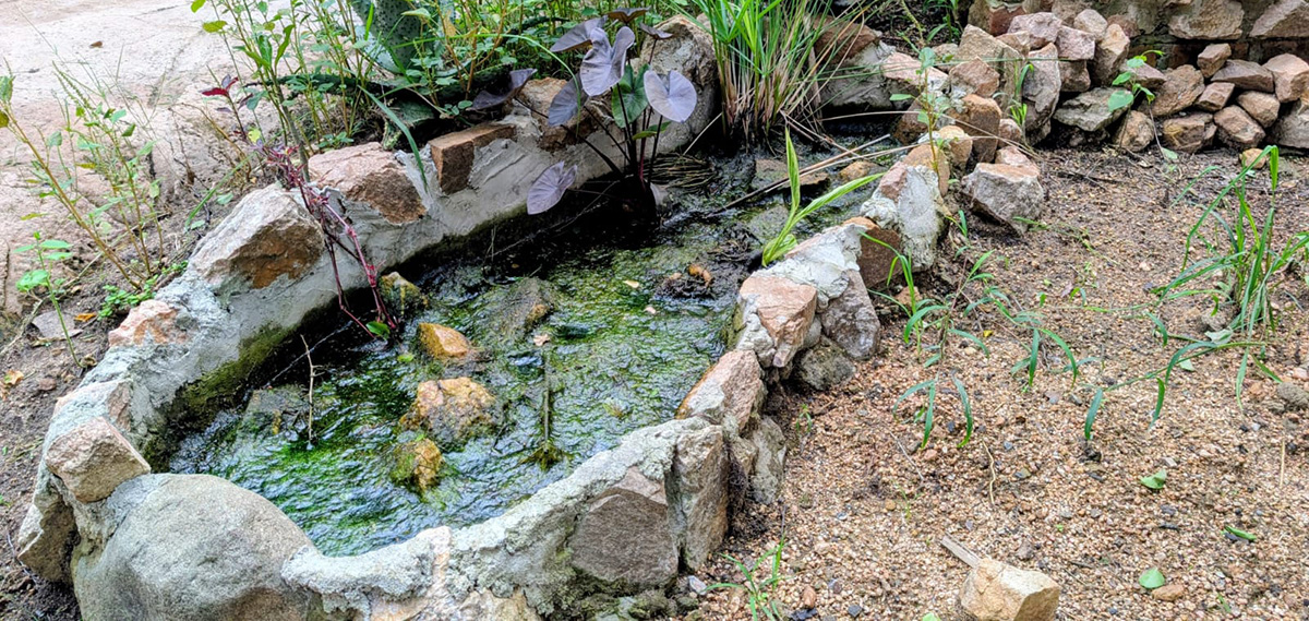 ponds that support frogs and tadpoles — and that ripple effect matters.