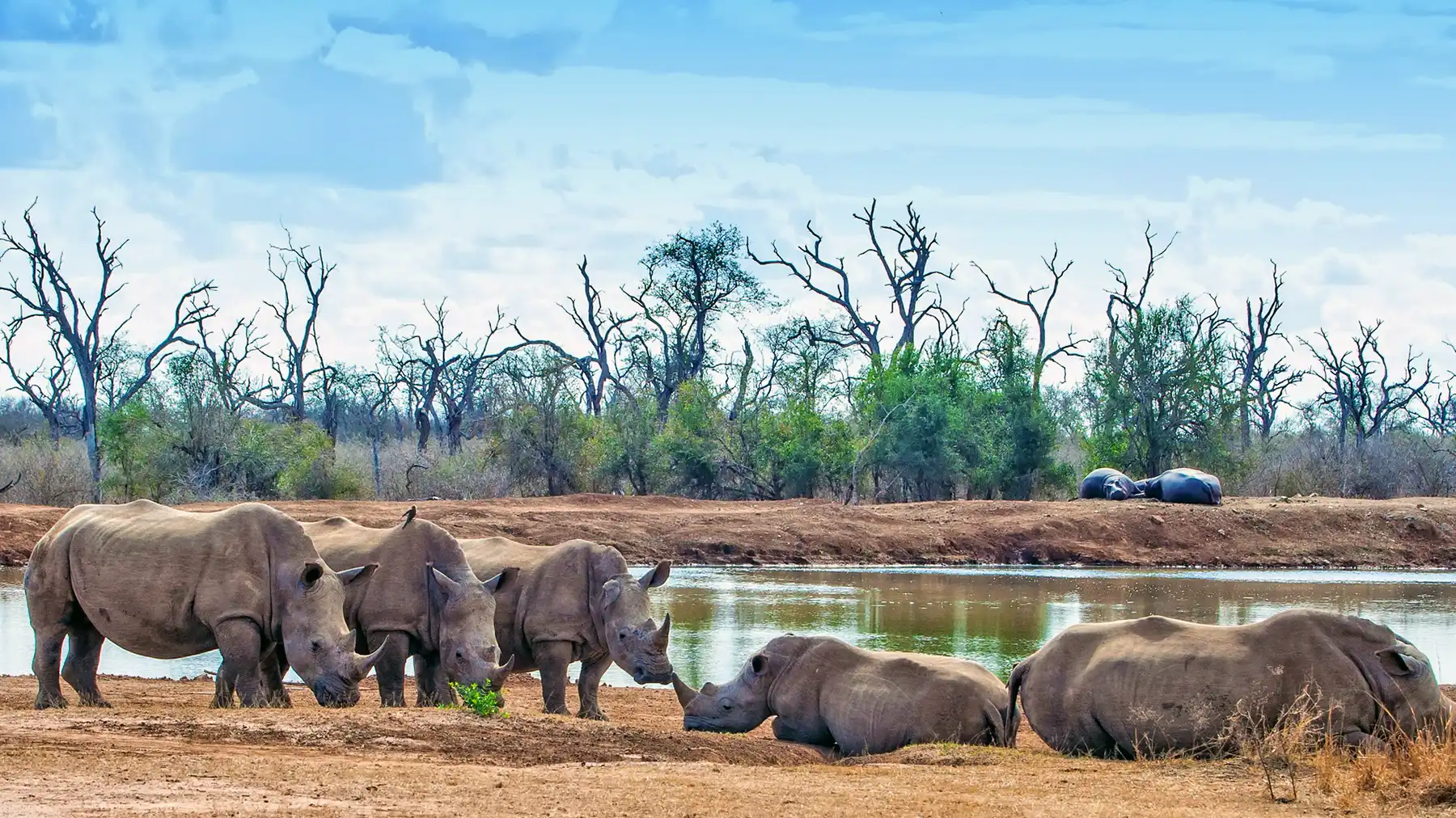 Hlane National Park is one of the few places in the world where one can get up close and personal with the rhino that still have their full horns
