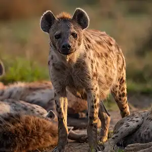 Is A Budget Safari Worth It