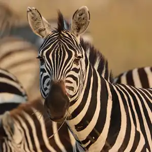 Is A SANParks Wild Card Worth It For International Visitors To Kruger National Park - Kruger Park Hostel blog article