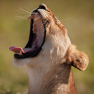 Kruger Through The Seasons