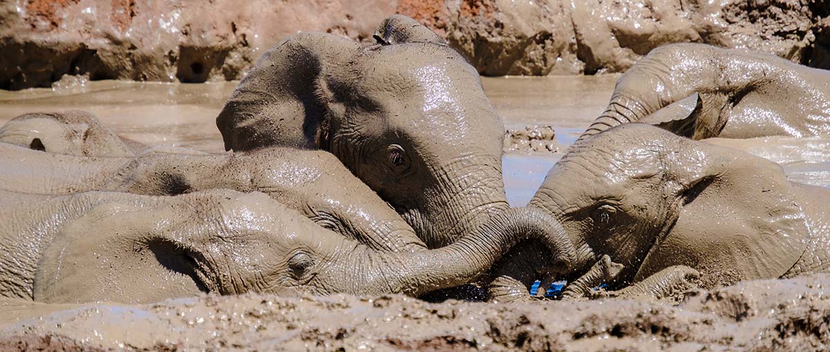 The Blooming Spring (September to November)