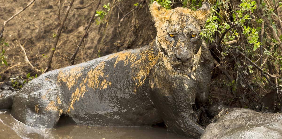 The Lush Summer (December to February)