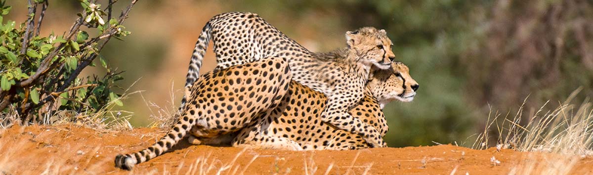 The Dry Winter (June to August)