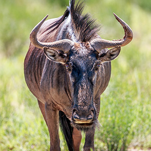 Marloth Park Where And Why