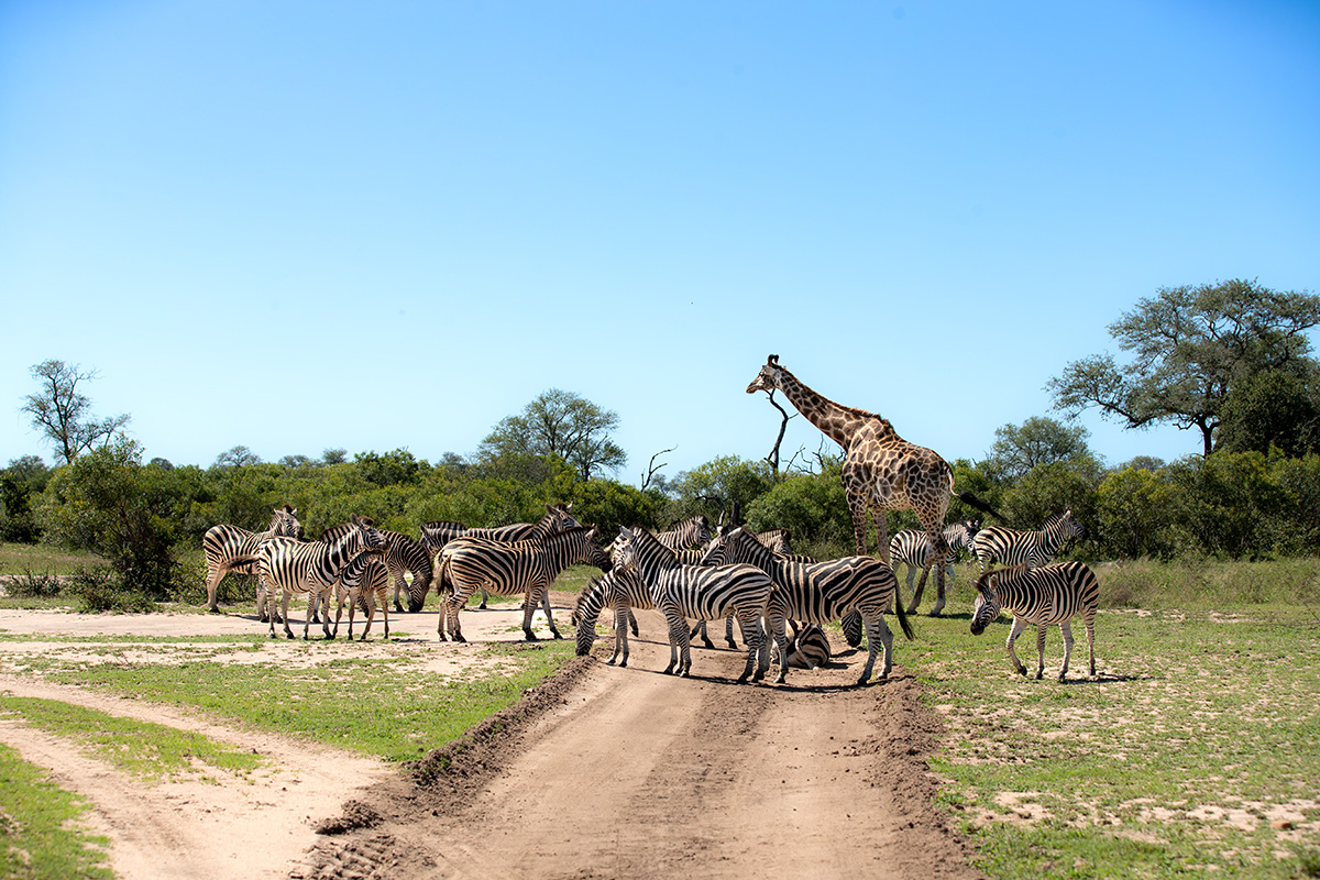 Zebra and Giraff in Marloth Park