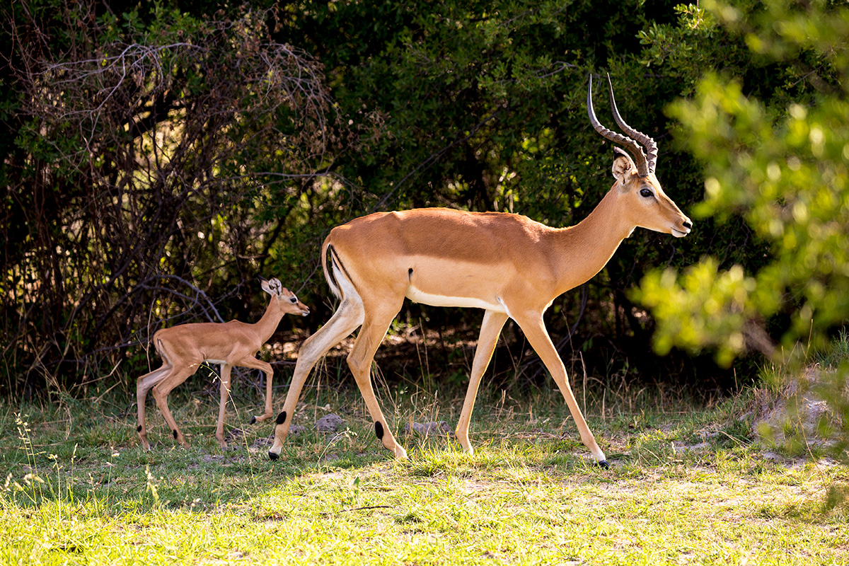 Wilderbeest in Marloth Park