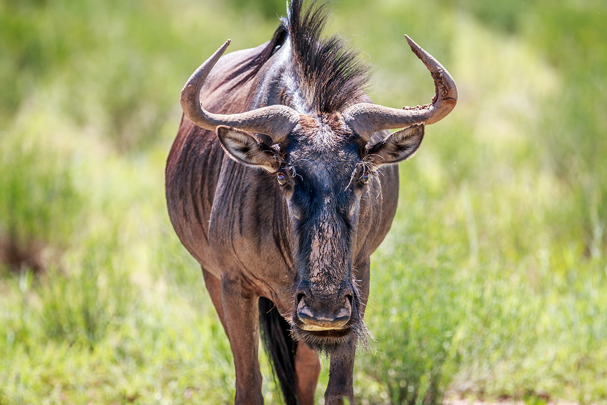 Wilderbeest in Marloth Park