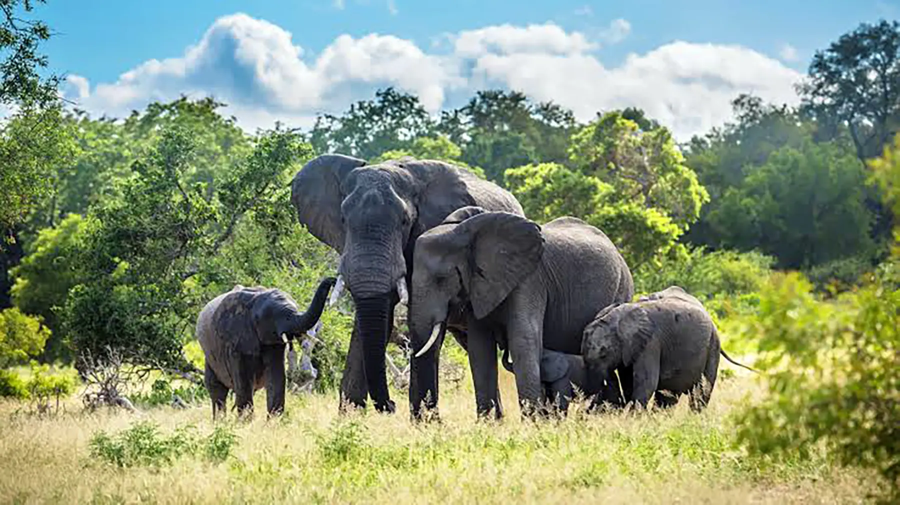 Elephant family crossing the savannah in Kruger National Park — a powerful example of the park’s rich wildlife and unforgettable safari moments.