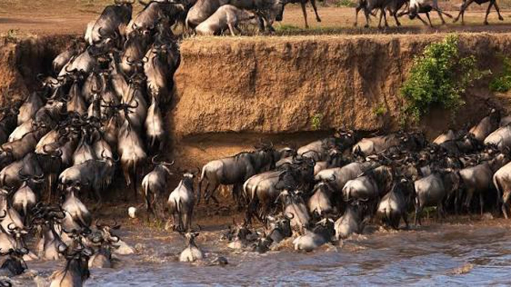 Wildebeest migration in the Masai Mara — one of Africa’s most iconic wildlife spectacles and a major highlight of a Kenyan safari.