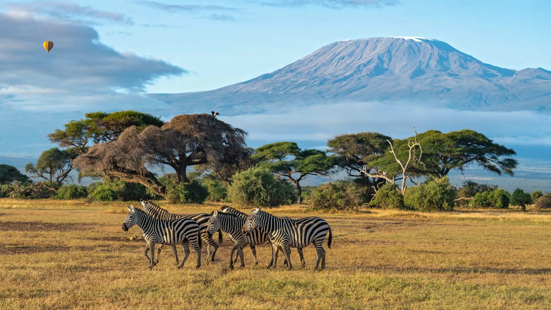 Zebras roaming the plains of the Masai Mara — a classic safari scene and part of the Great Migration ecosystem.