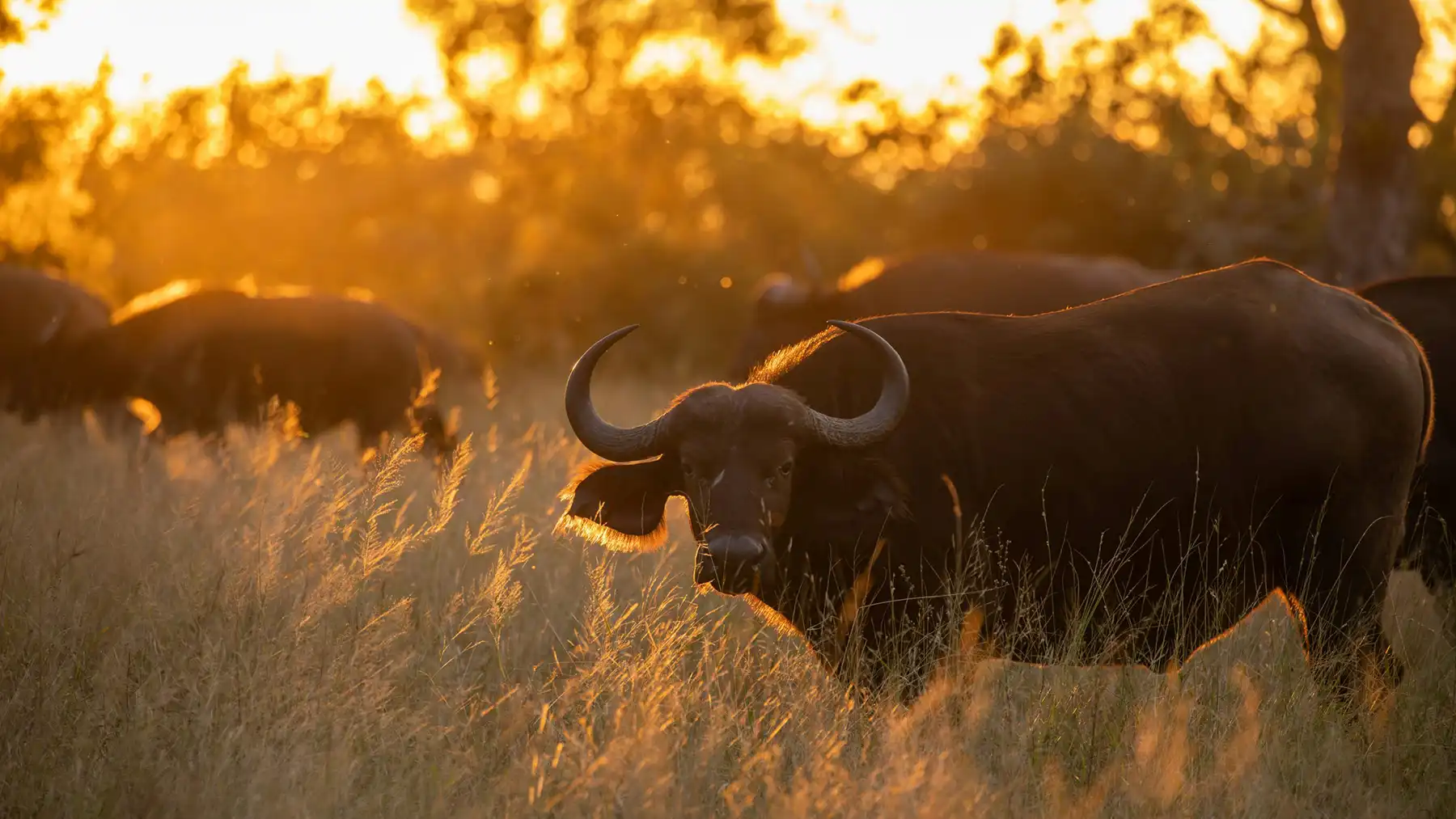 Cape buffalo silhouetted at sunset in Kruger National Park — one of the iconic Big Five often spotted during late afternoon safari drives.