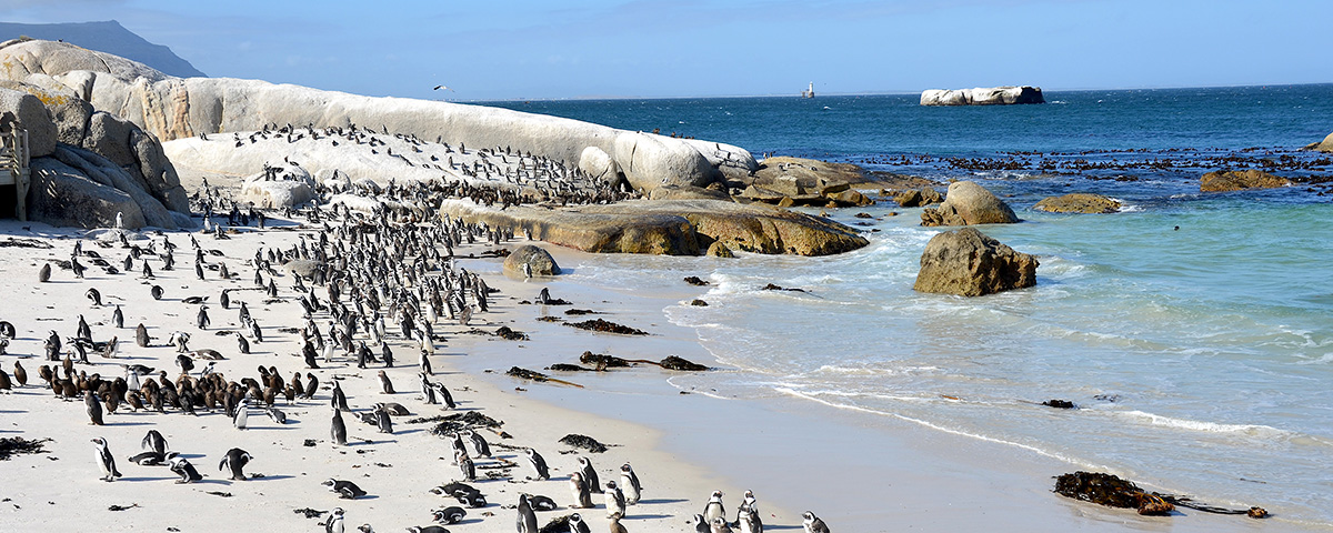 African penguins