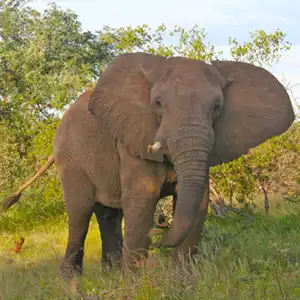My First Safari - Kruger Park Hostel blog article