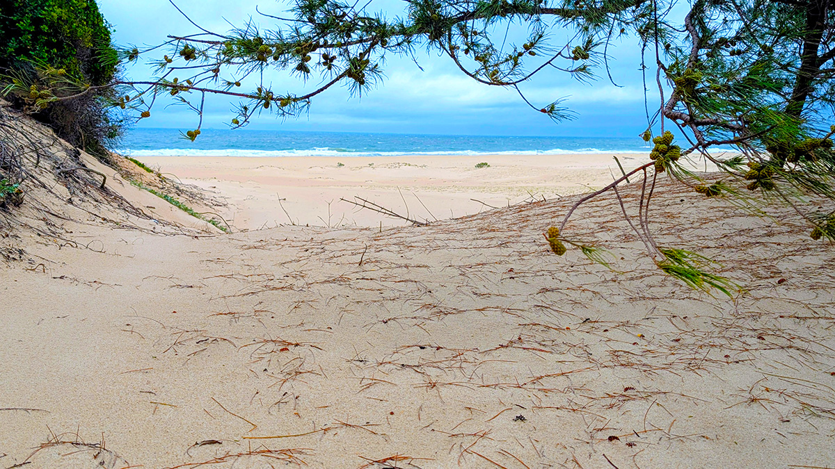 A glimpse of the Indian Ocean through the coastal dunes — where wild landscapes meet new beginnings.