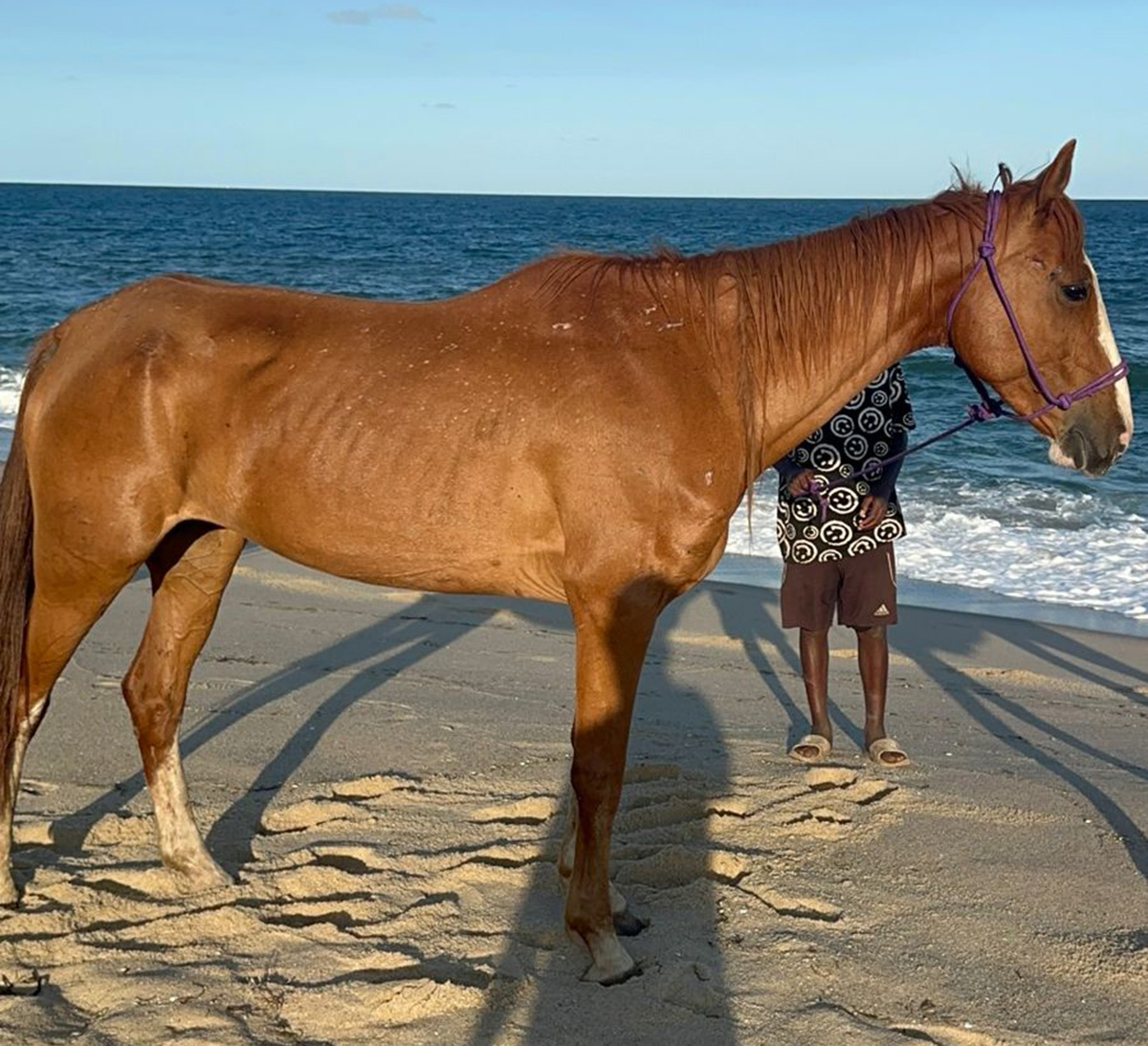 A rescued mare on the beach, where patience, care, and time begin to heal.