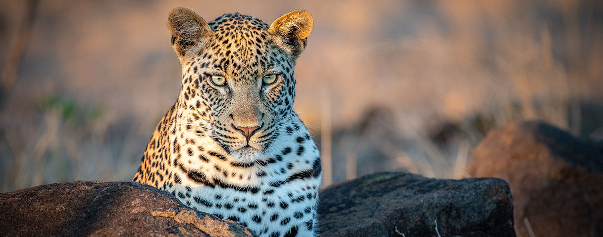 Leopard in the Kruger Park