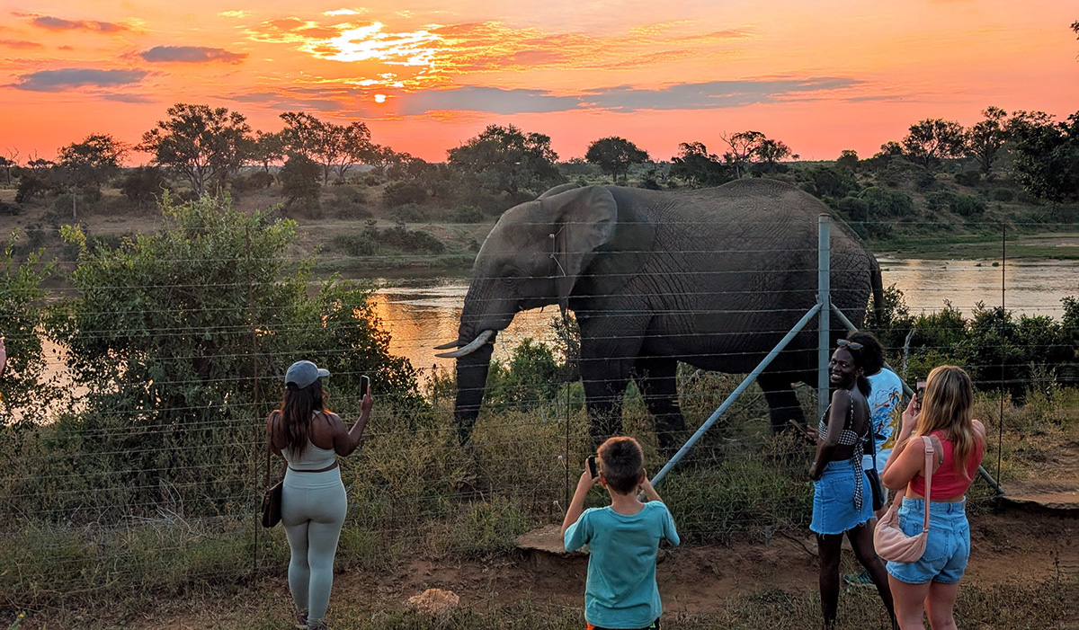 Elephant right at the fence with guests just meters from him.