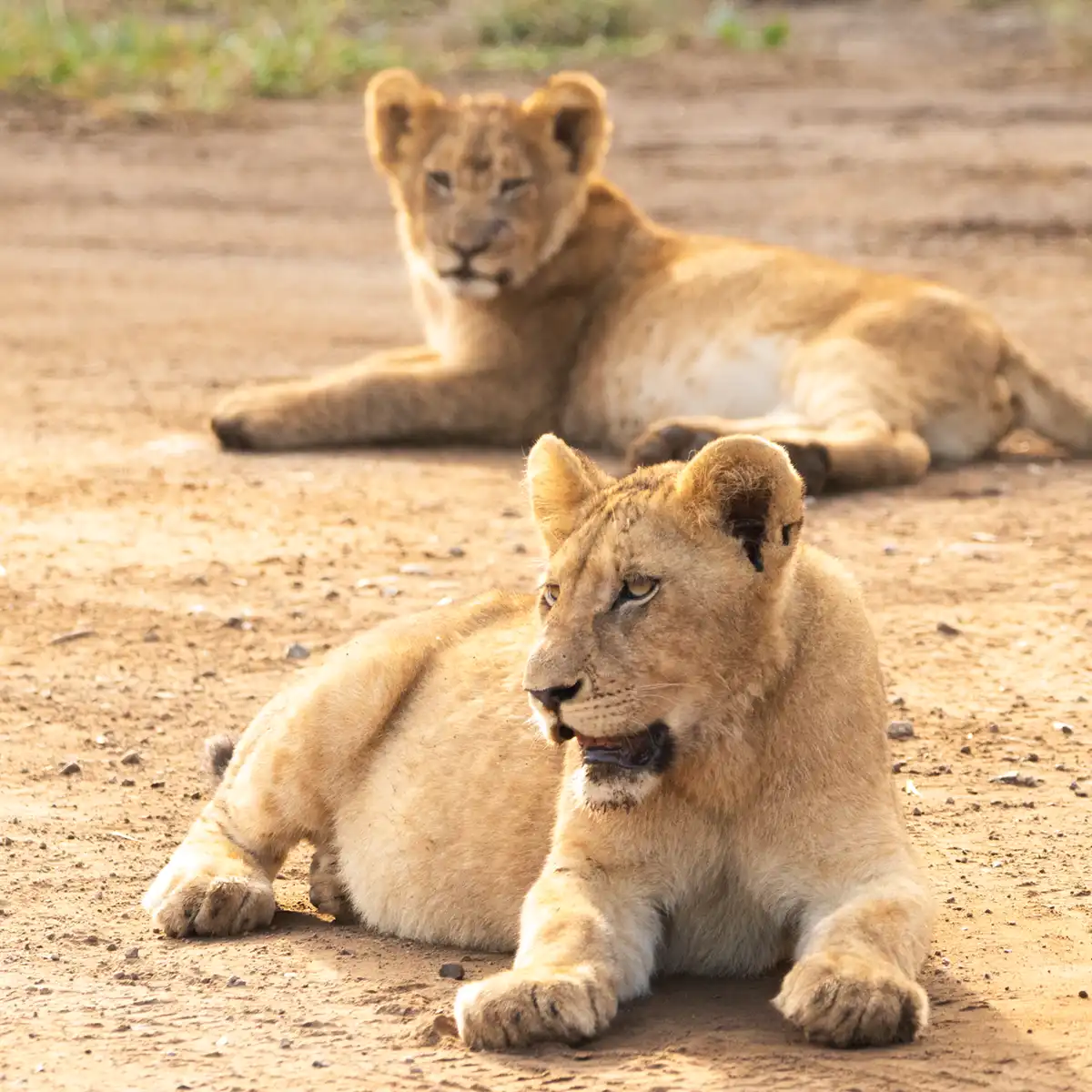The Beginners Guide To A Solo Safari 12 Survival Tips From The Pros - Kruger Park Hostel blog article