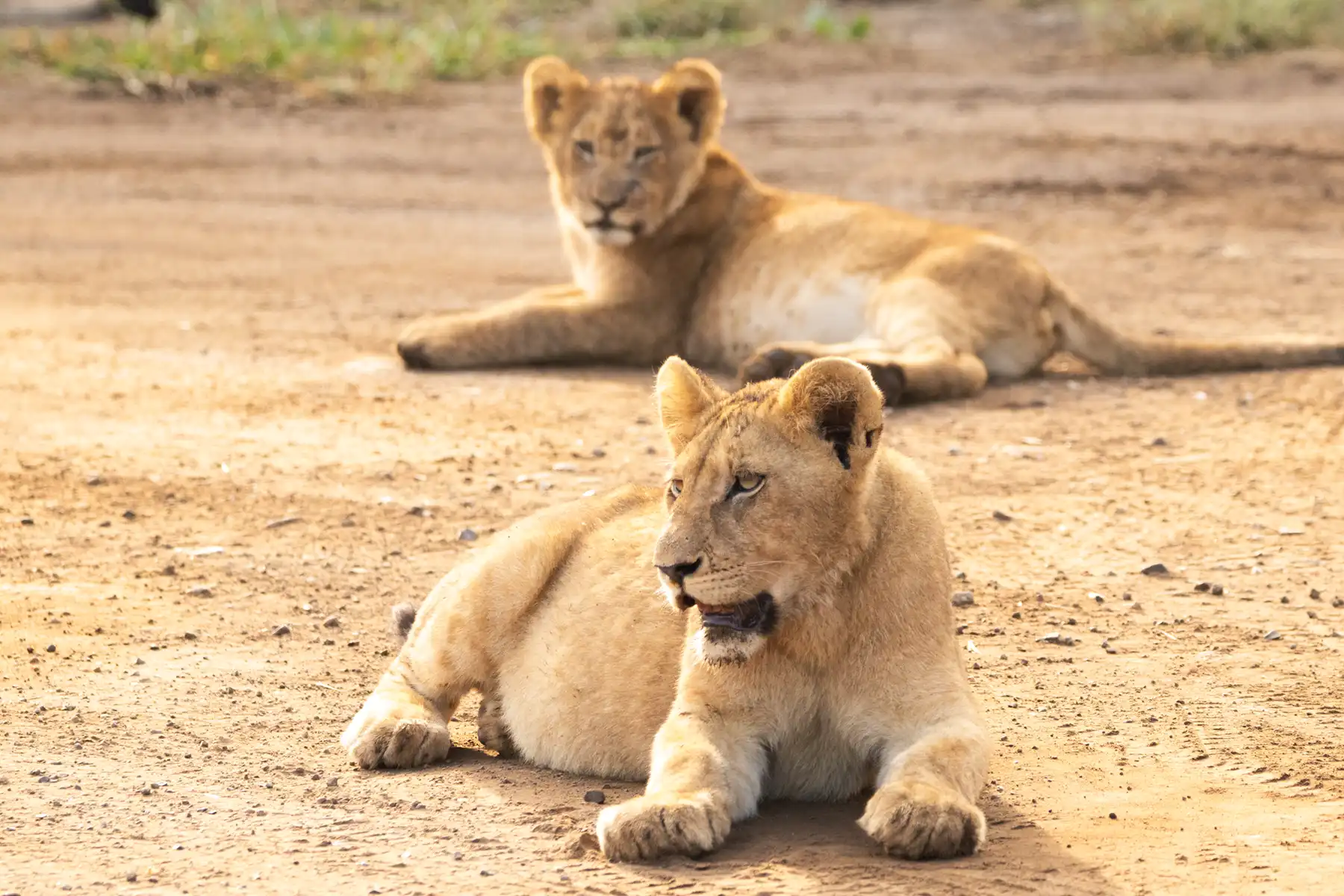 The next kings of the savannah, starting their journey side by side in Kruger National Park.