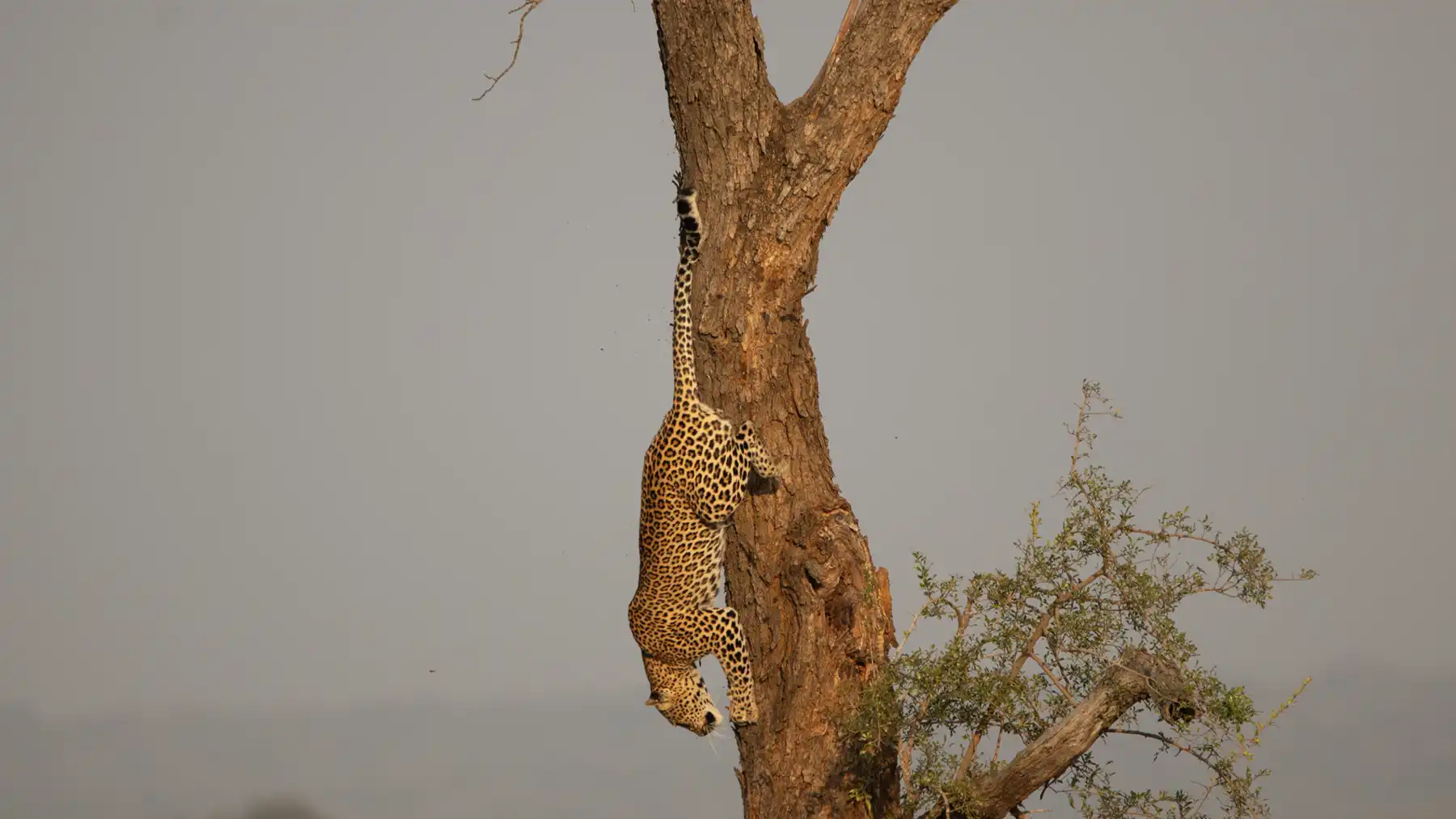 Leopard climbing down a tree in the Kruger Park
