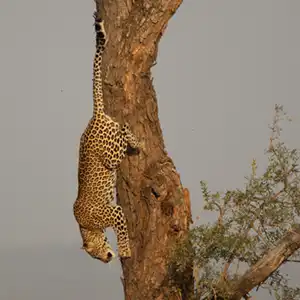 The Second Most Important Secret To A Great Safari Your Expectations - Kruger Park Hostel blog article