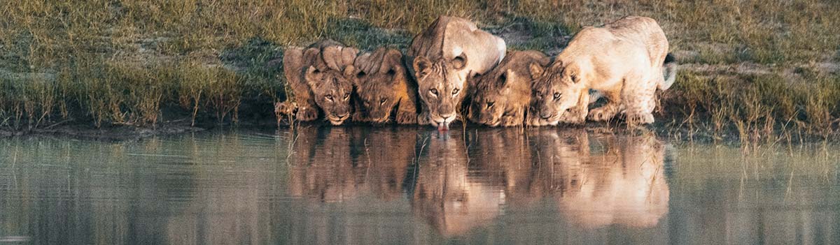 Lion drinking in the Kruger National Park, while on Camping Safari