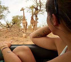 Game Viewing in the Kruger Park