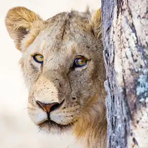 What Does Budget Really Mean When It Comes To Traveling On Safari - Kruger Park Hostel blog article