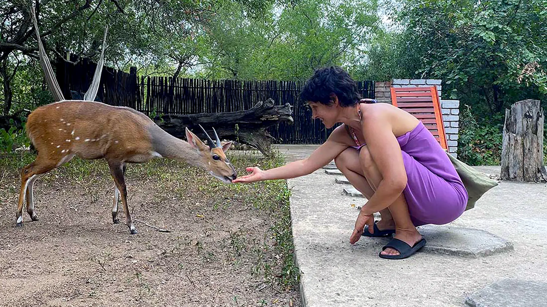 Just another Marloth Park moment… where breakfast comes with a bushbuck and wild memories feel right at home 