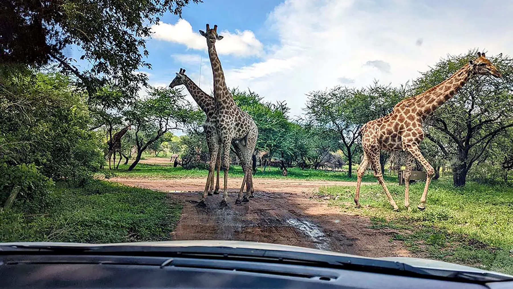 Traffic jam, Marloth Park style No horns, no rush… just waiting for the giraffe to pass.